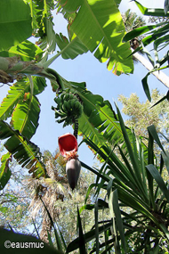 Jardin Majorelle